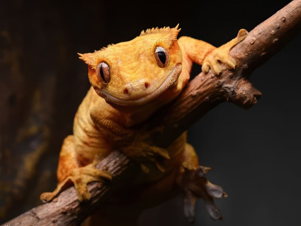 Реснитчатый бананоед (Correlophus ciliatus)