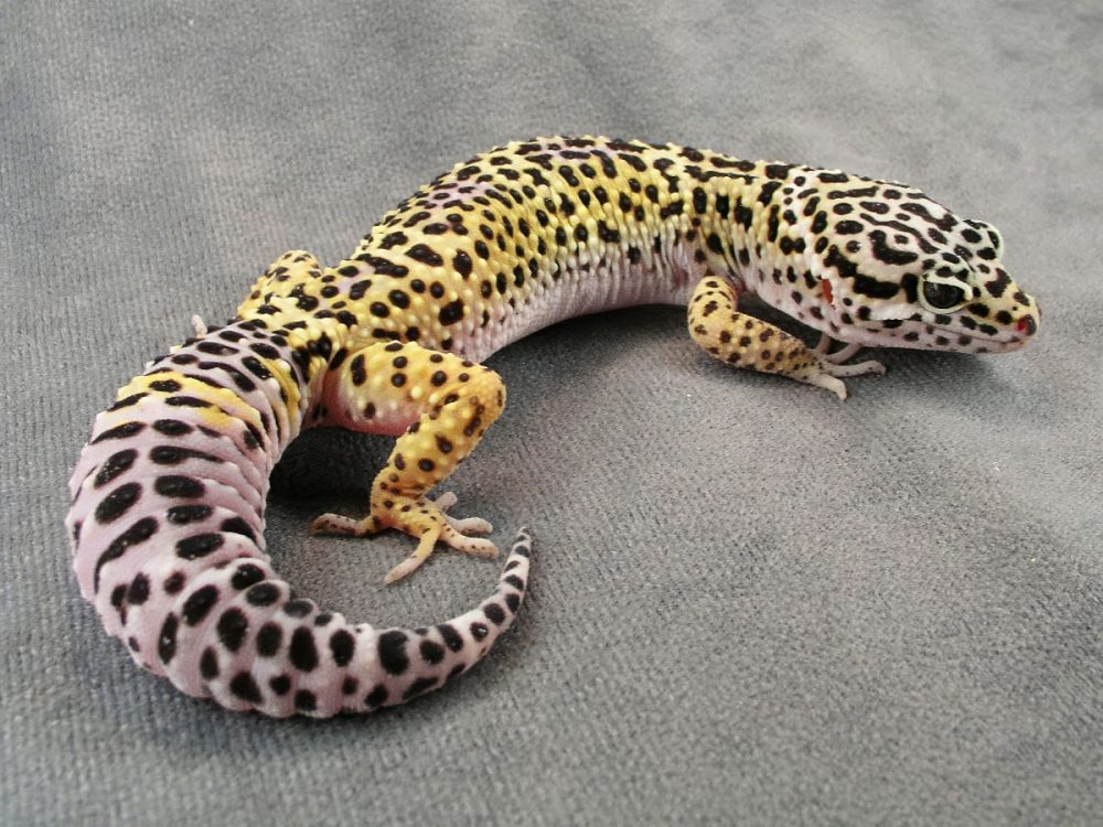 Леопардовый геккон (Eublepharis macularius) 