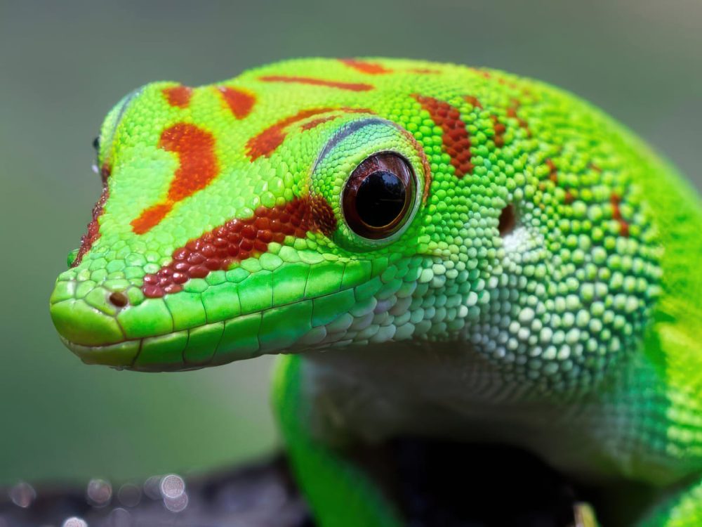 Дневной мадагаскарский геккон (Phelsuma)