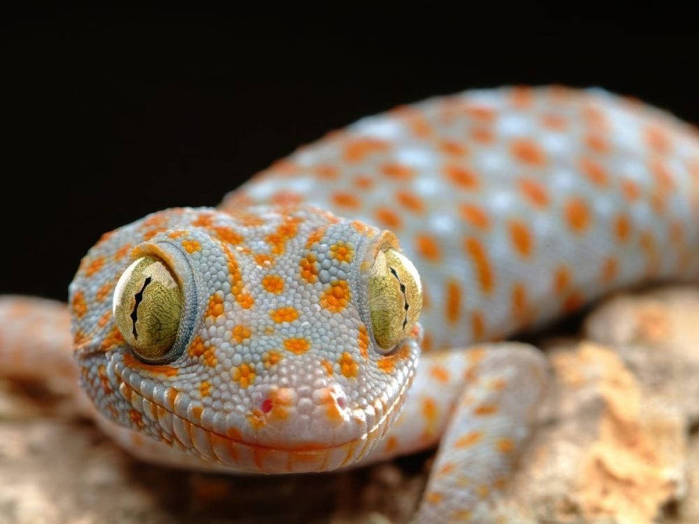 Геккон Токи (Gekko gecko)&nbsp;