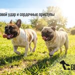 Спасение животных при тепловом ударе tepl_1400