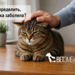 Как определить, что кошка заболела? cat02_1400